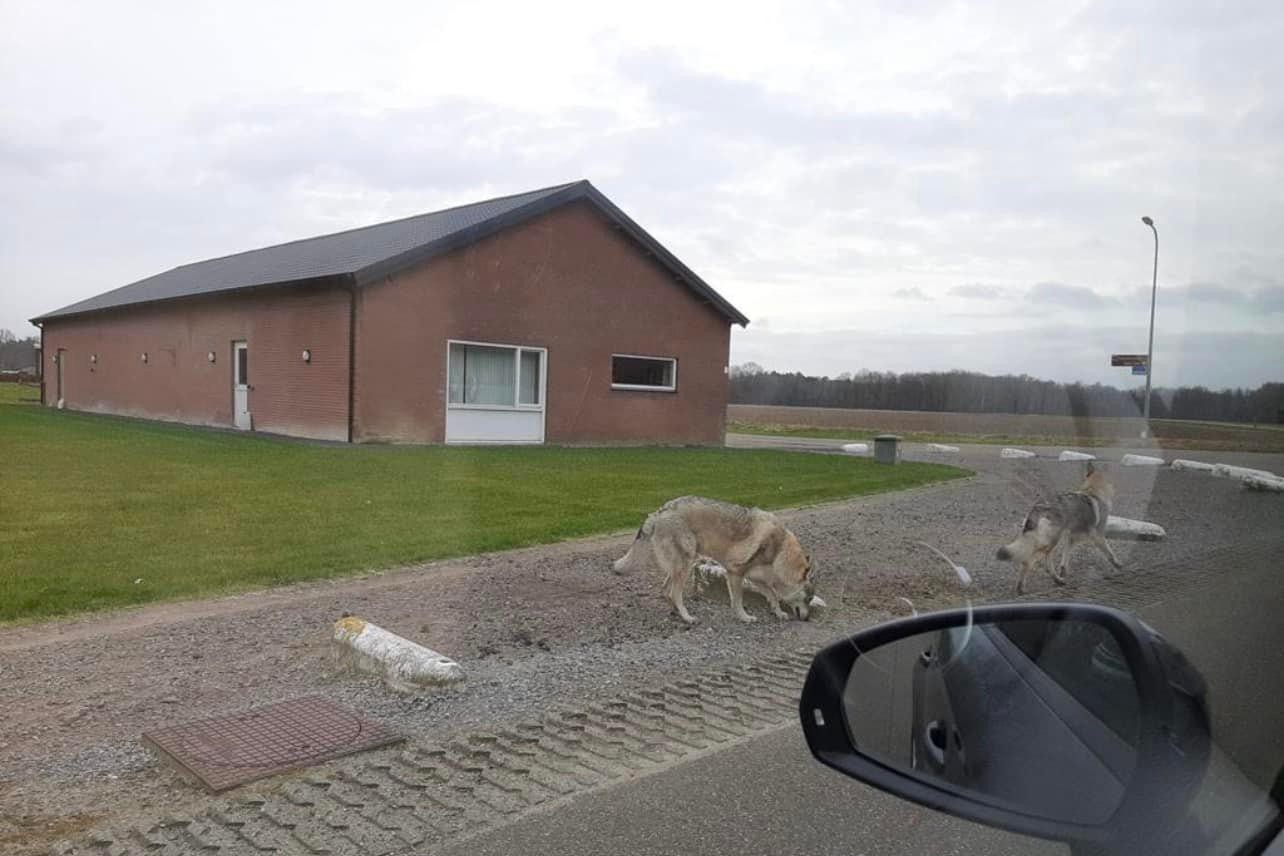 Commotie in Leudal over vermeende wolven die op strooptocht door Roggel gaan